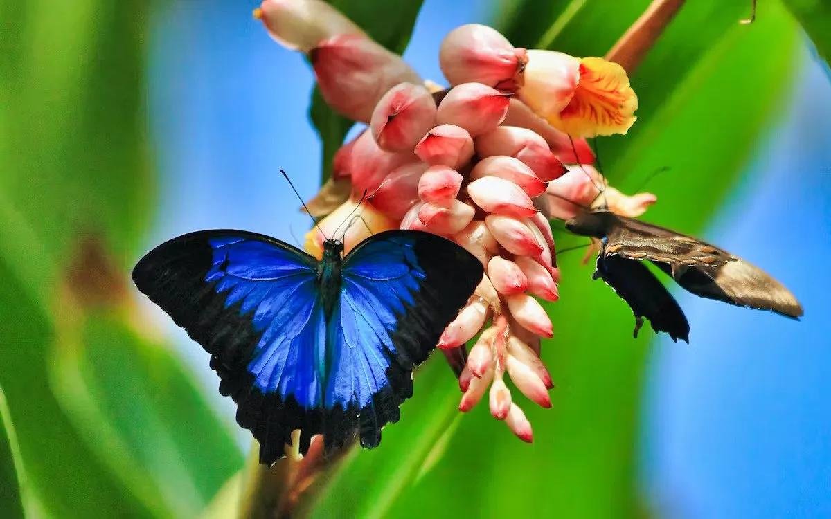 Butterfly Garden